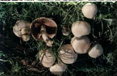 agaricus xantoderma67877 bytes)