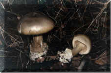 Amanita faloides49562 bytes)