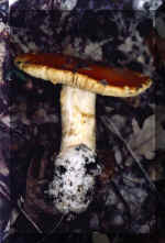 Amanita cesarea deteriorada(71656 bytes)