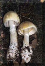 Amanita faloides(69642 bytes)