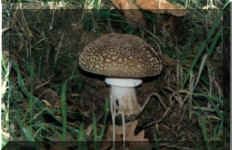 Amanita Spisa?.jpg (68548 bytes)