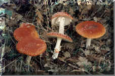 Amanita Muscaria(98863 bytes)