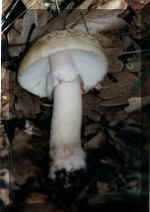 Amanita Rubescen(29158 bytes)