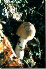 Amanita Rubescen60924 bytes)