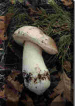 Boletus Edulis(17125 bytes)