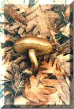 Boletus Ferrogineseus?(76677 bytes)