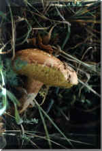 Boletus Ferrogineseus?41831 bytes)