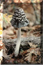 Coprinus Picacea49403 bytes)