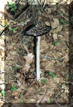 Coprinus Picacea(80821 bytes)