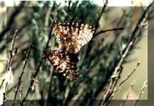 Mariposa de las Aristoloquias(60365 bytes)