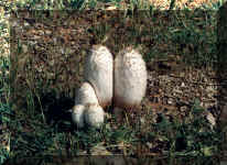 Coprinus Comatus123988 bytes)